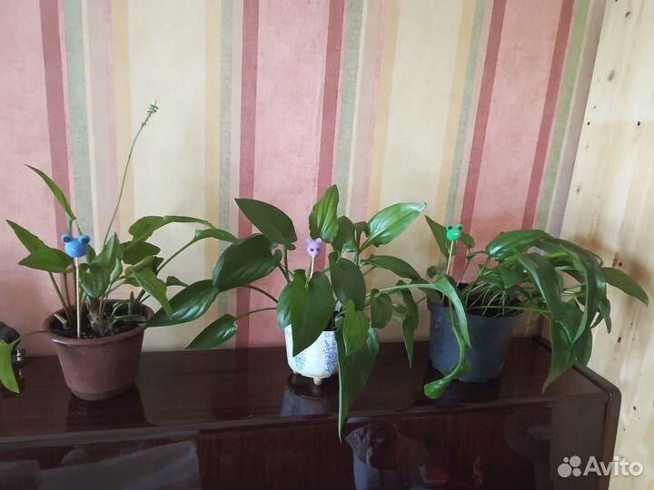 Дримиопсис пятнистый. каланхоэ декорашка