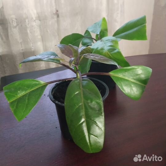 Соландра, магнолии