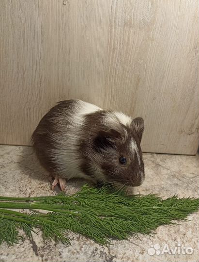 Морская свинка