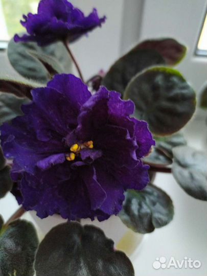 Сортовые фиалки