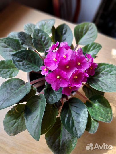 Цветы для дома