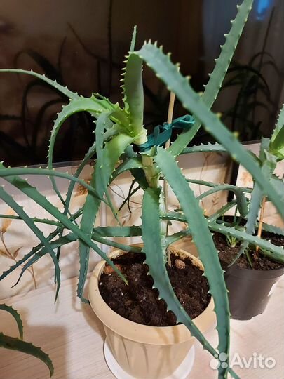 Алоэ столетник лечебный