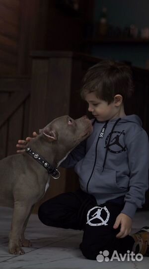 Американский булли стандарт