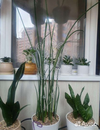 Сансевиерии Страйт и Спагетти