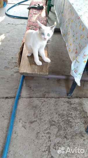 Турецкая ангора