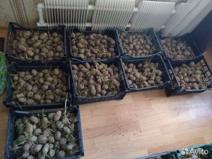 Картофель для посадки, семена