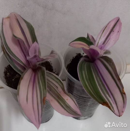 Комнатные цветы