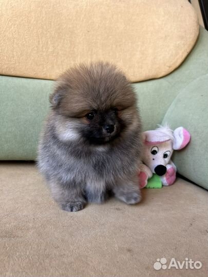 Щенок шпица мальчик