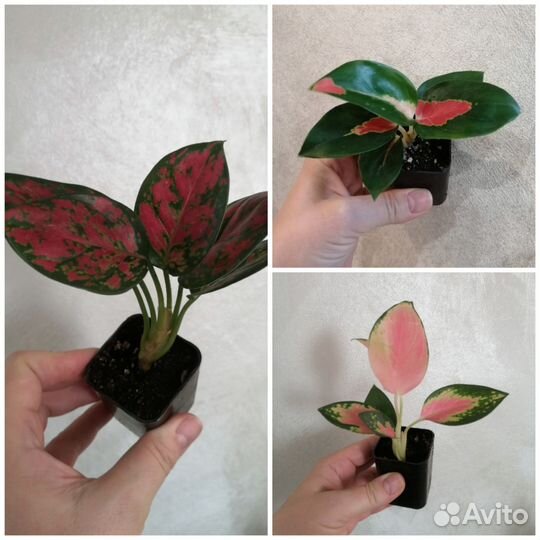 Аглаонемы наборы