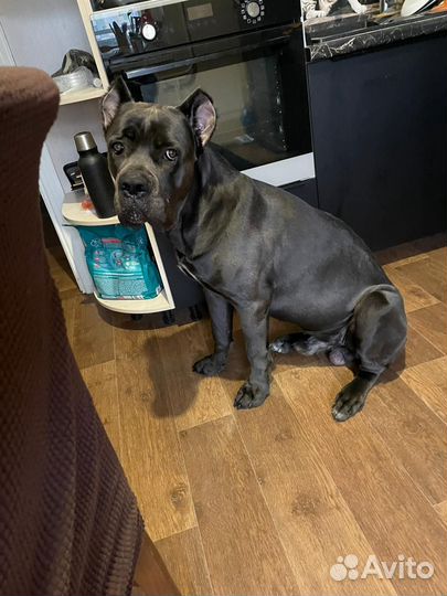 Кобель вязка Кане Корсо