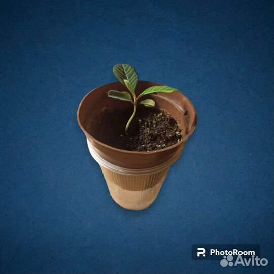 Молочай беложильчатый