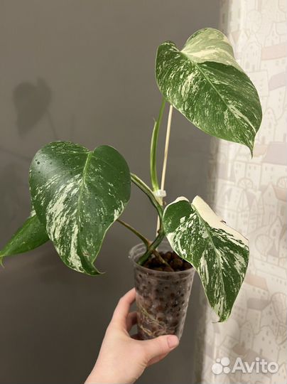 Монстера альба