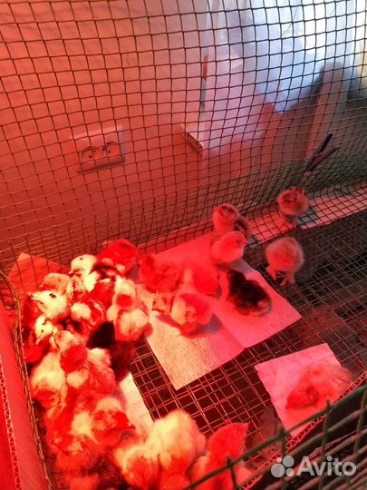 Брама цыплята куры молодки