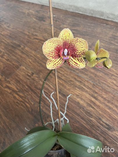 Орхидея фаленопсис