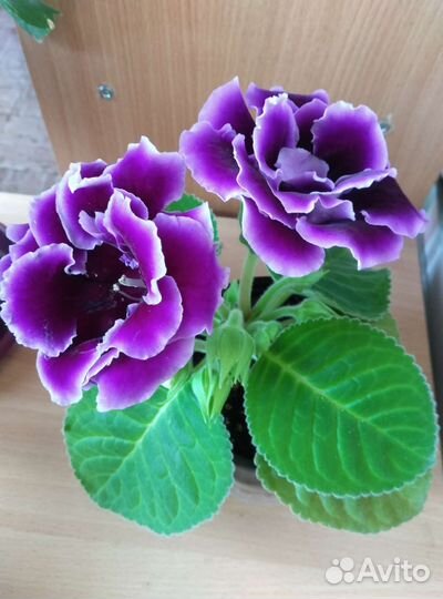 Глоксиния махровая