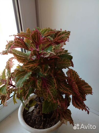 Колеусы взрослые