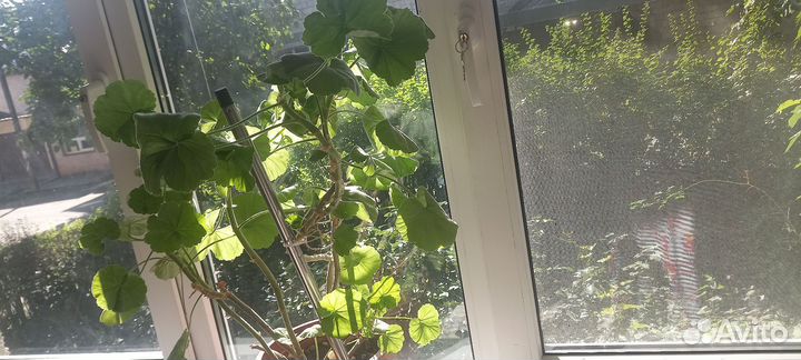 Герань пеларгония