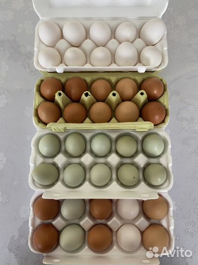 Яйца перепелиные и куриные