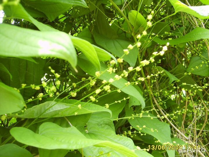 Диоскорея, липпия, азимина, гинкго билоба,витекс