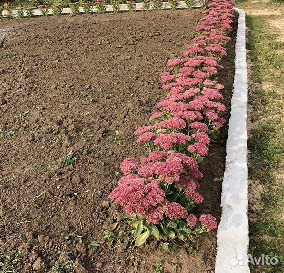 Очиток седум многолетний