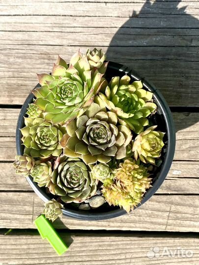 Молодило сортовые набор в кашпо