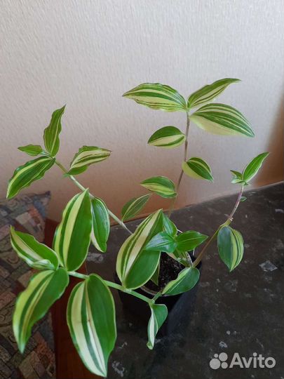 Традесканции