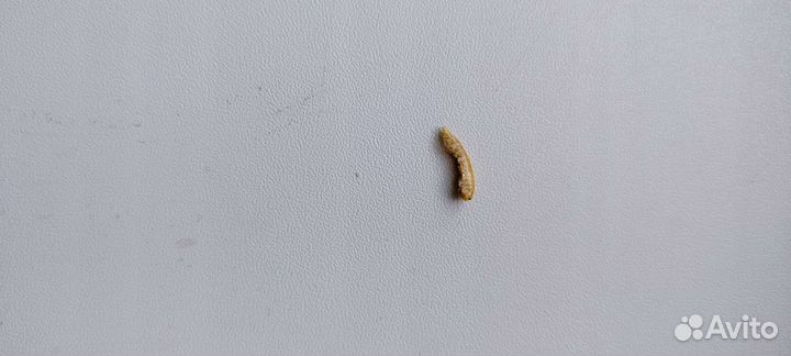 Корм для черепах