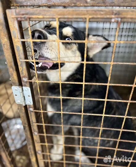 Собака в приюте