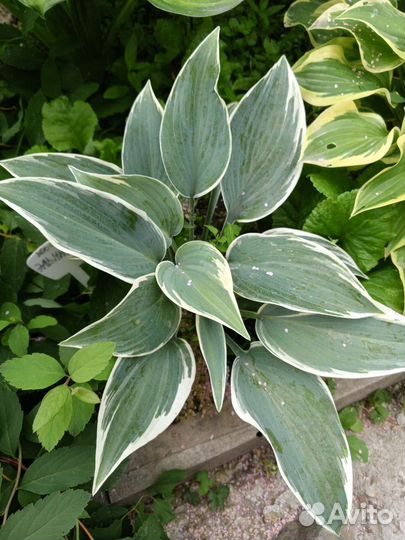 Хосты. Патриот, Черри Берри, Эль Ниньо и др