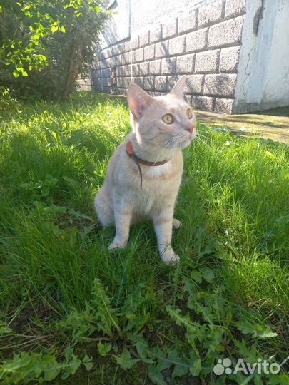 Котик в добрые руки