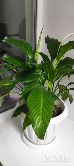 Спатифиллум