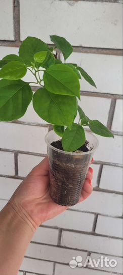 Бугенвиллия черенки