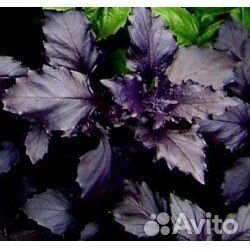 Семена базилика Арарат