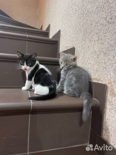 Красивые котята