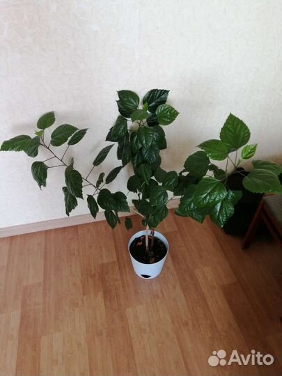 Гибискусы и пиперомия