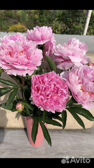 Пион Сара Бернар