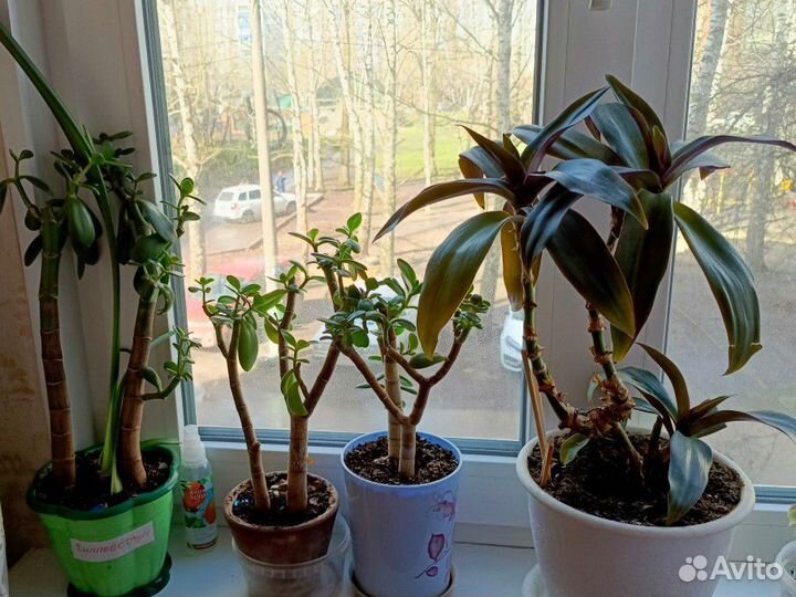 Комнатные цветы