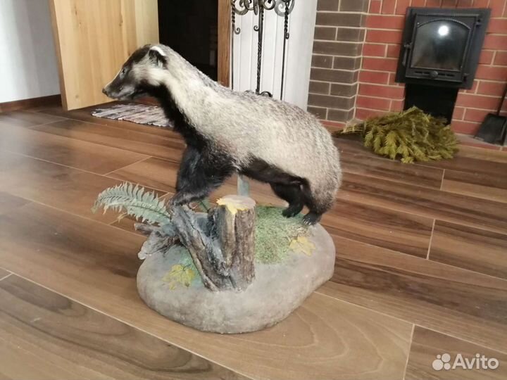 Продам чучело барсука