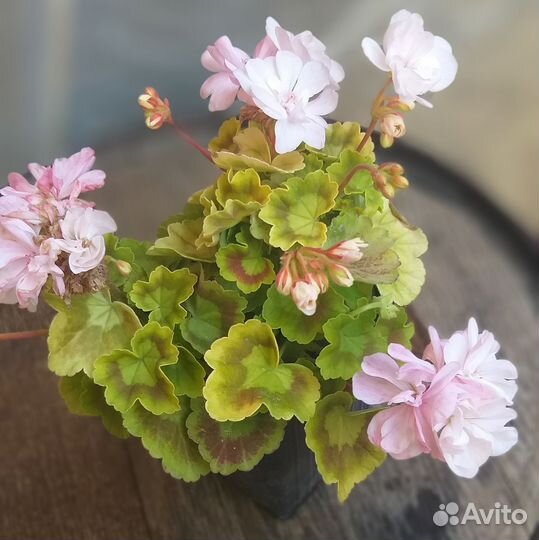 Пеларгония герань