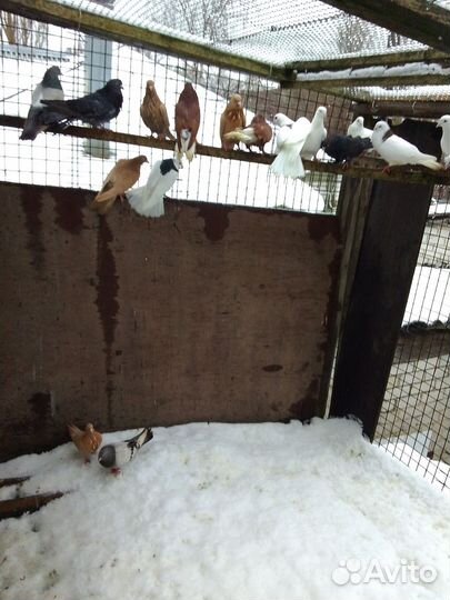 Чисто пермские грибуны и николаевские высокалетные