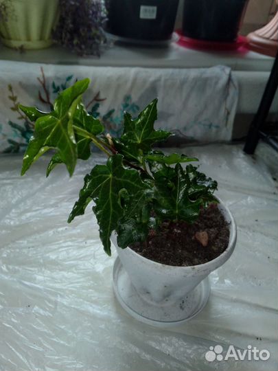 Плющ хедера, вариегатный