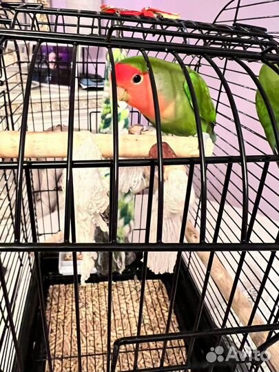 Попугаи неразлучники с клеткой