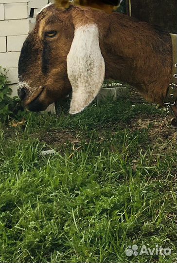 Продам дойную нубийскую козу
