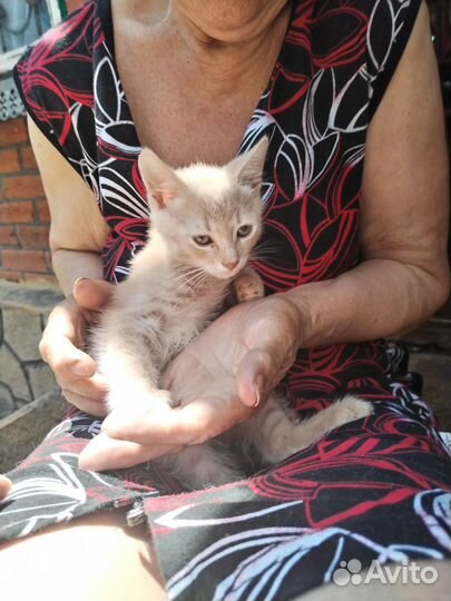 Кошки безОплатно