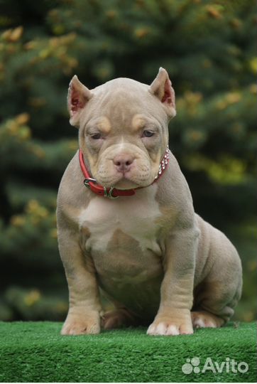 Классная малышка Американский булли