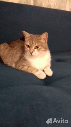 Отдам кошку в добрые руки