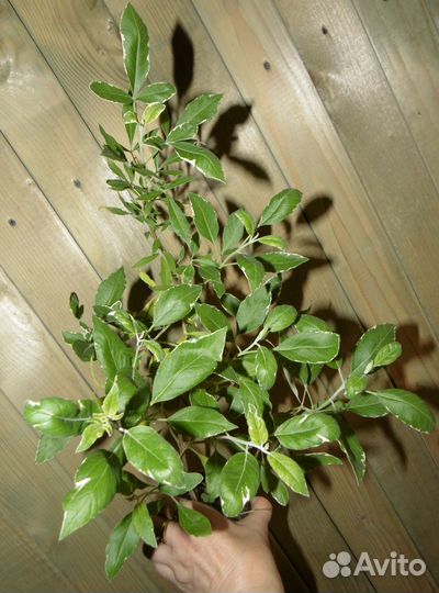 Витекс священный пестролистный