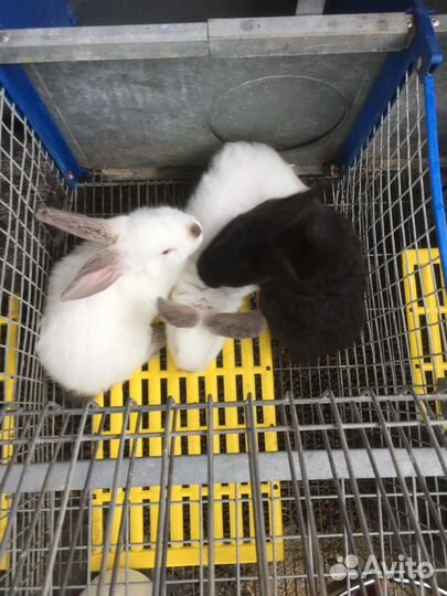 Кролики мясных пород