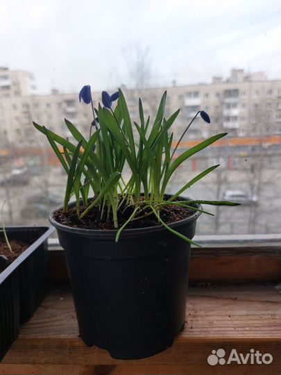 Сцилла многолетний луковичный цветок