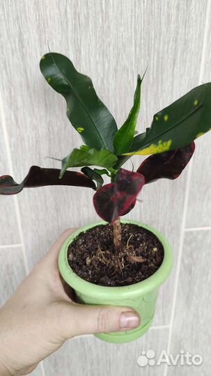 Продам Кодиеум кротон